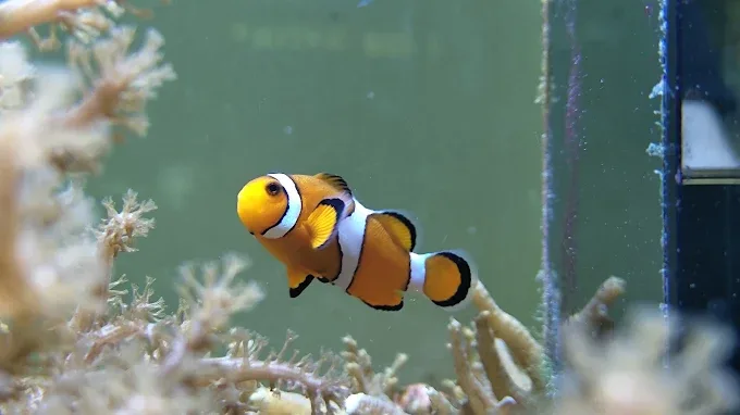 Κατάστημα Κατοικιδίων "ZOO CENTER" - Ring Mall Σόφια (2/2)