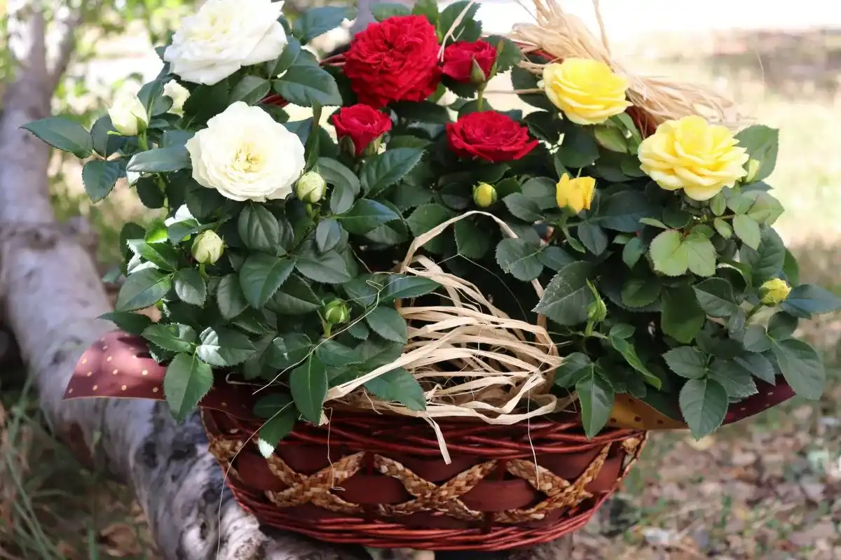 Blumenladen "Fresh Flowers" - Sträuße für Ihre Liebsten (2/3)