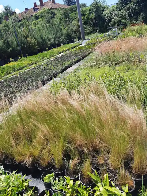 Φυτώριο "Home Garden TT" - Καλλωπιστικά και οπωροφόρα φυτά (2/3)