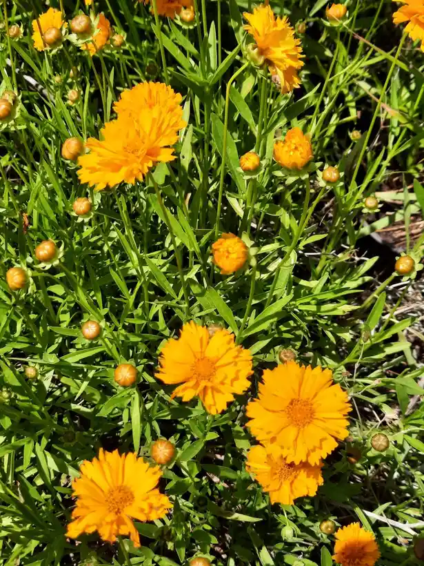 Φυτώριο "Home Garden TT" - Καλλωπιστικά και οπωροφόρα φυτά (3/3)