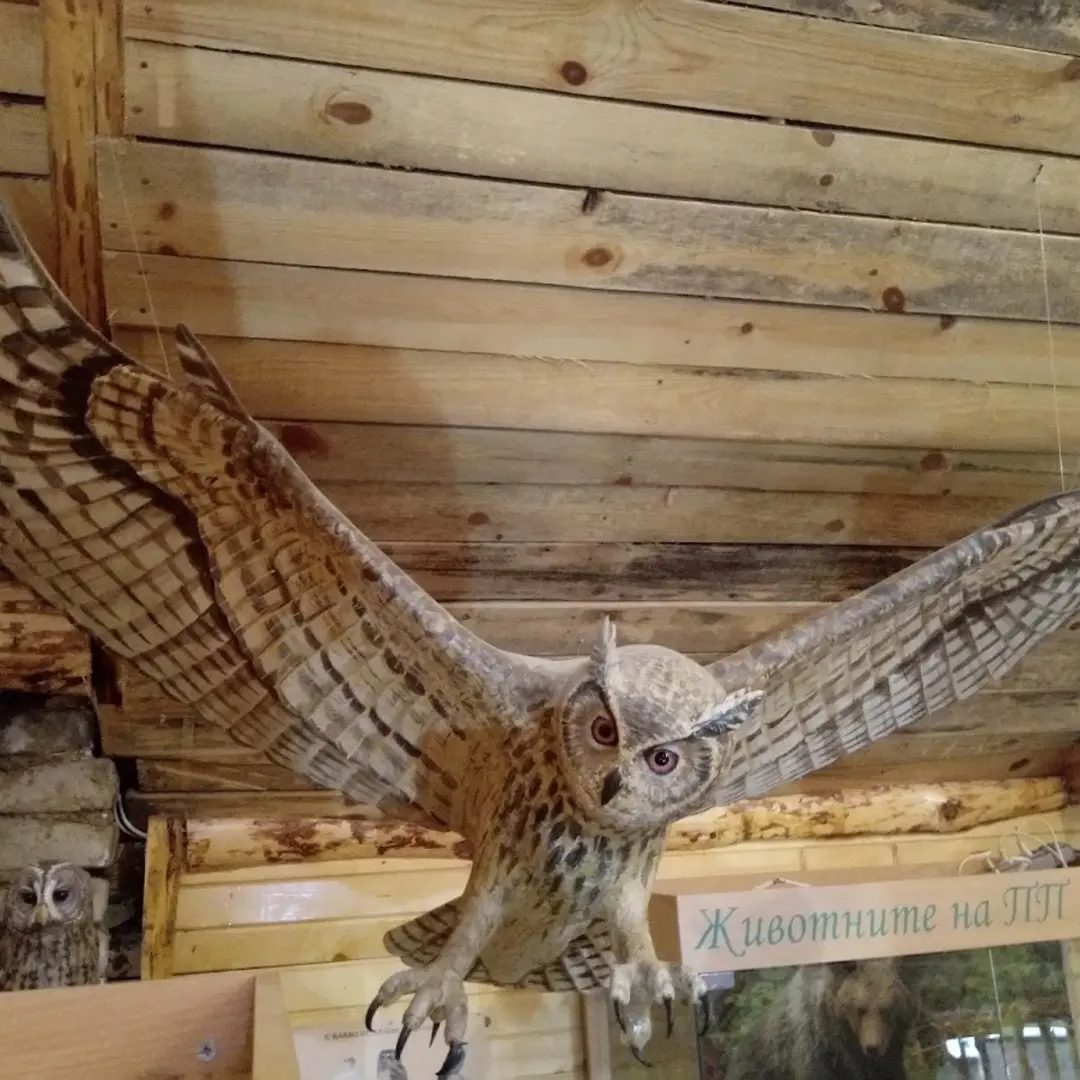 Museo dei Gufi – Vitosha e Uccelli Selvatici