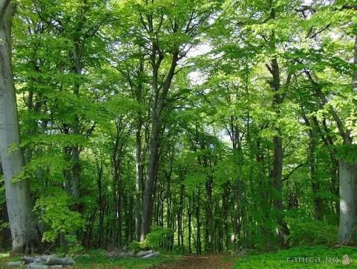 Manastirska Koria a Sofia - Area Naturale