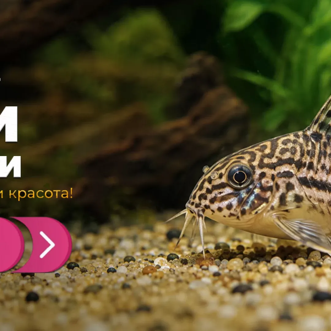 Aquarium BG Südpark - Aquaristikladen