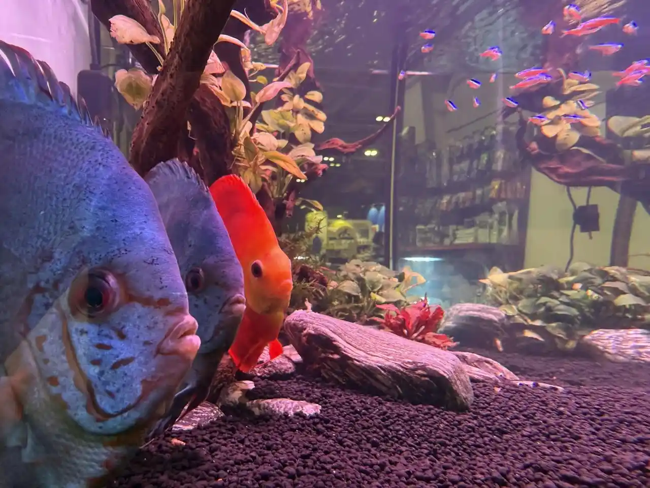Sklep Akwarystyczny "Discus store"